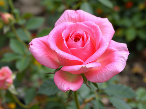 Gül Resimi V290320261036 N5.jpg