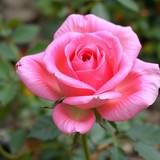 Gül Resimi V290320261036 N5