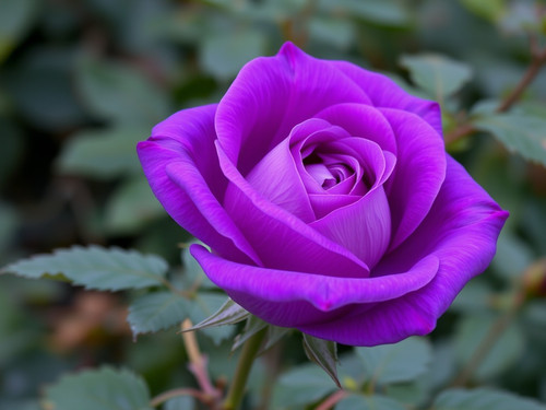 Gül Resimi V290320261036 N14.jpg