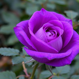 Gül Resimi V290320261036 N14