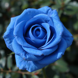 Gül Resimi V290320261036 N8