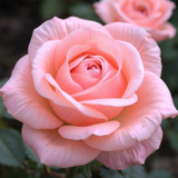 Gül Resimi V290320261036 N3