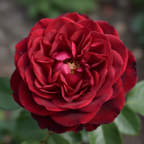 deepimg 1774771758098