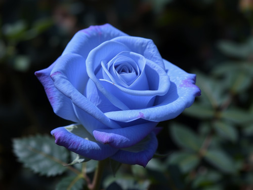 Gül Resimi V290320261036 N12.jpg