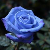 Gül Resimi V290320261036 N12