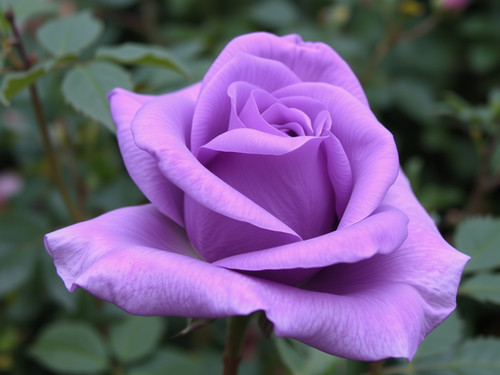 Gül Resimi V290320261036 N18.jpg