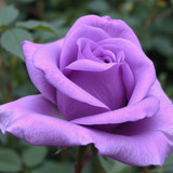 Gül Resimi V290320261036 N18