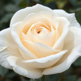 Gül Resimi V290320261036 N4