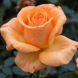 Gül Resimi V290320261036 N15