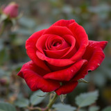 Gül Resimi V290320261036 N9