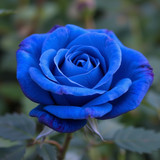 Gül Resimi V290320261036 N10