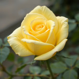 Gül Resimi V290320261036 N20