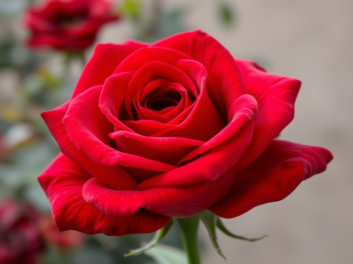 Gül Resimi V290320261036 N6.jpg