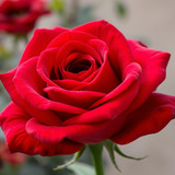 Gül Resimi V290320261036 N6