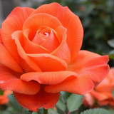 Gül Resimi V290320261036 N17