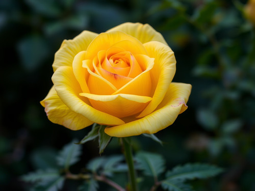 Gül Resimi V290320261036 N1.jpg