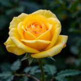 Gül Resimi V290320261036 N1