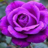 Gül Resimi V290320261036 N19