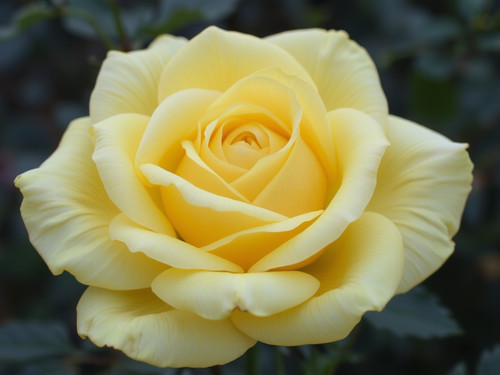 Gül Resimi V290320261036 N13.jpg