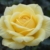 Gül Resimi V290320261036 N13