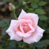 Gül Resimi V290320261036 N11