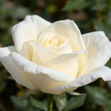 Gül Resimi V290320261036 N2