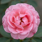 Gül Resimi V290320261038 N4