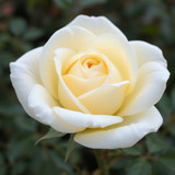 Gül Resimi V290320261036 N23