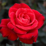 Gül Resimi V290320261036 N26