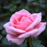 Gül Resimi V290320261036 N21