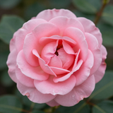 Gül Resimi V290320261038 N2