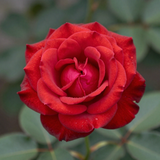 Gül Resimi V290320261038 N3