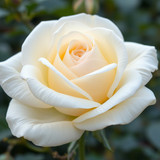 Gül Resimi V290320261036 N22