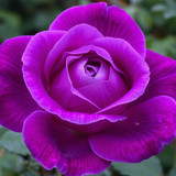 Gül Resimi V290320261036 N27