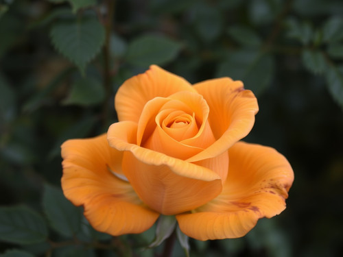 Gül Resimi V290320261036 N25.jpg