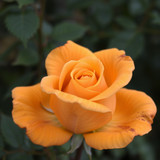 Gül Resimi V290320261036 N25