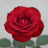 Gül Resimi V290320261038 N1