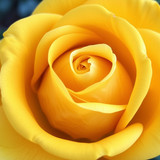 Gül Resimi V290320261036 N28