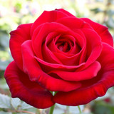 Gül Resimi V290320261036 N29