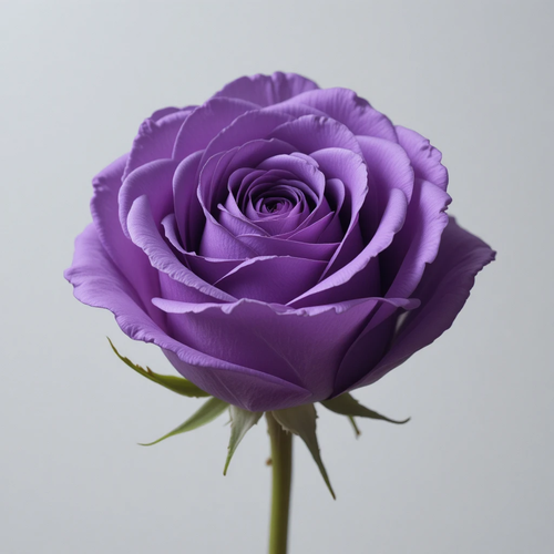 piclumen 1774771357271.png