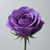 piclumen 1774771357271