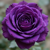 piclumen 1774771378626