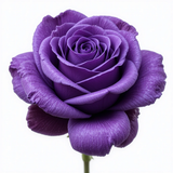 piclumen 1774771381946