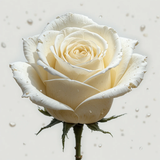 piclumen 1774771407498