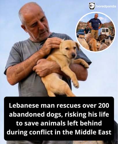 329. Lebanese man cares for 200 dogs abandoned in middle east.png
