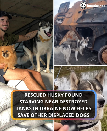 328. Dog found alone by a destroyed tank, now he's saving other dogs.png