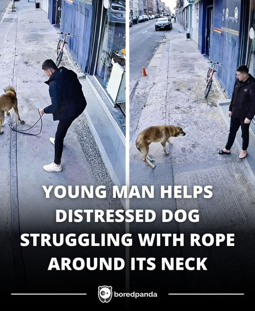 YOUNG MAN HELPS DISTRESSED DOG STRUGGLING WITH ROPE AROUND ITS NECK.jpg