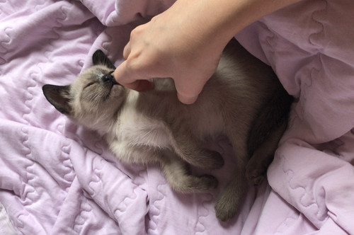 kitty (3).jpg