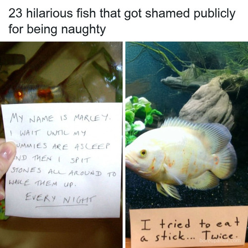 fish shaming.jpg