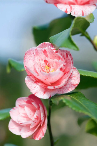 MG 1681 Camellia japonica Betty.jpg